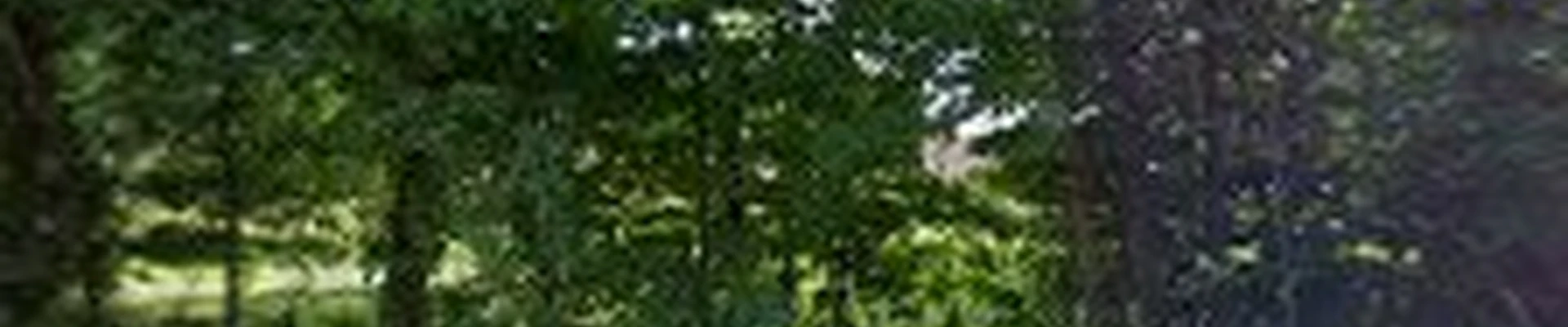 A Cut Above Tree Service & Timber Harvesting