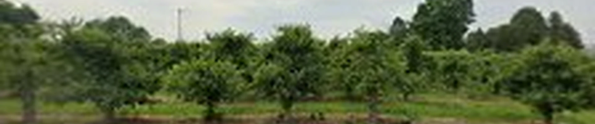 DEMOTREE LLC