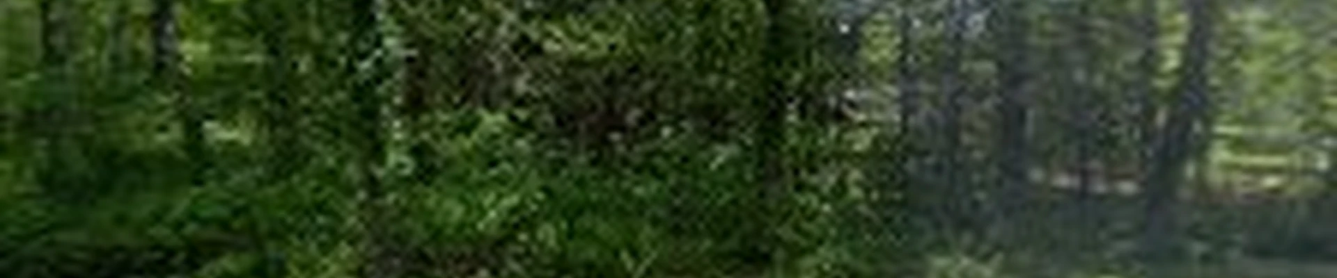 Carrier Tree Service, LLC