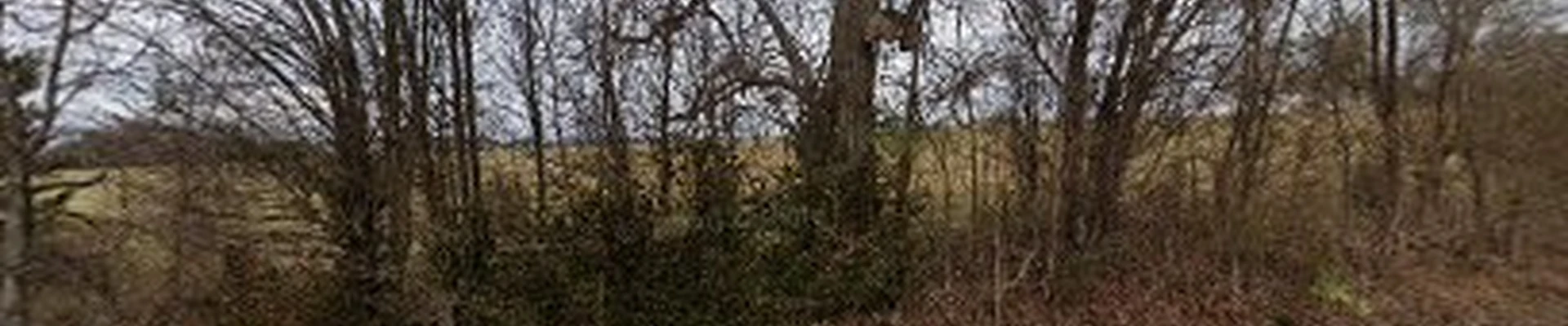 B & B Tree Care LLC