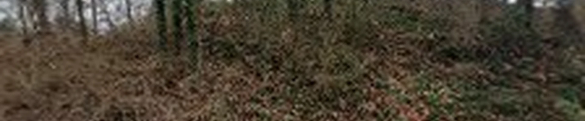 Utility Arborist of Tennessee LLC