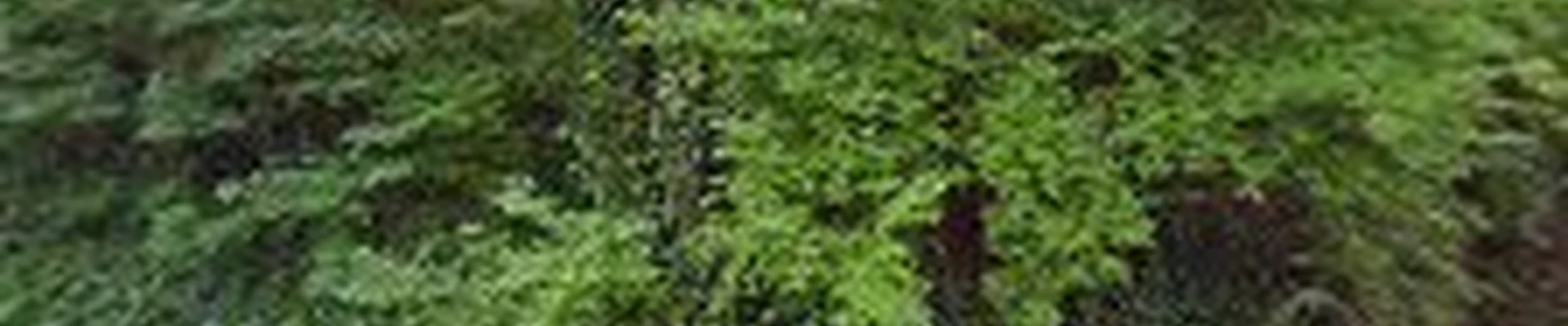 J&W Tree Service