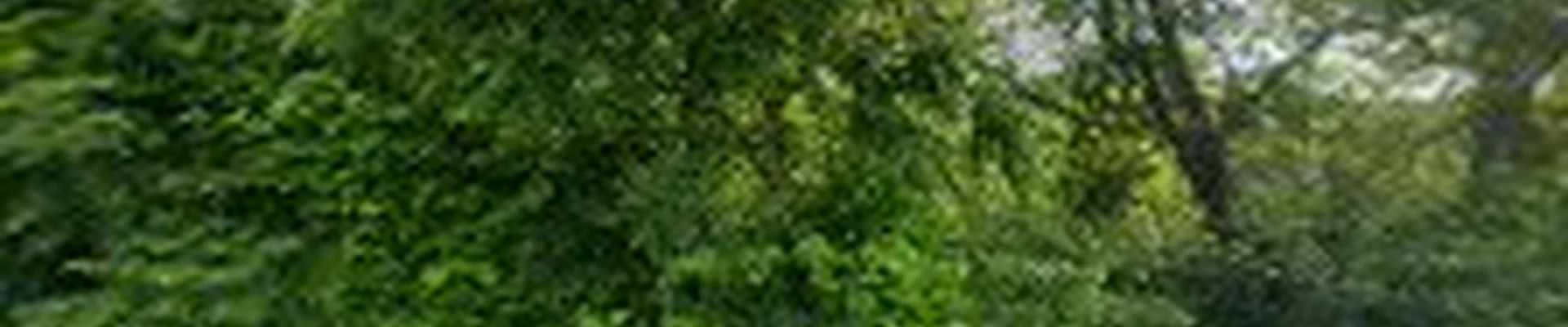 GTZ Tree Service