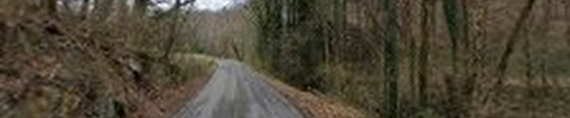 Baumann Tree Service