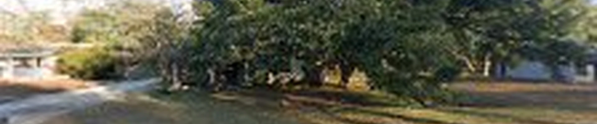 Battiste Tree Services