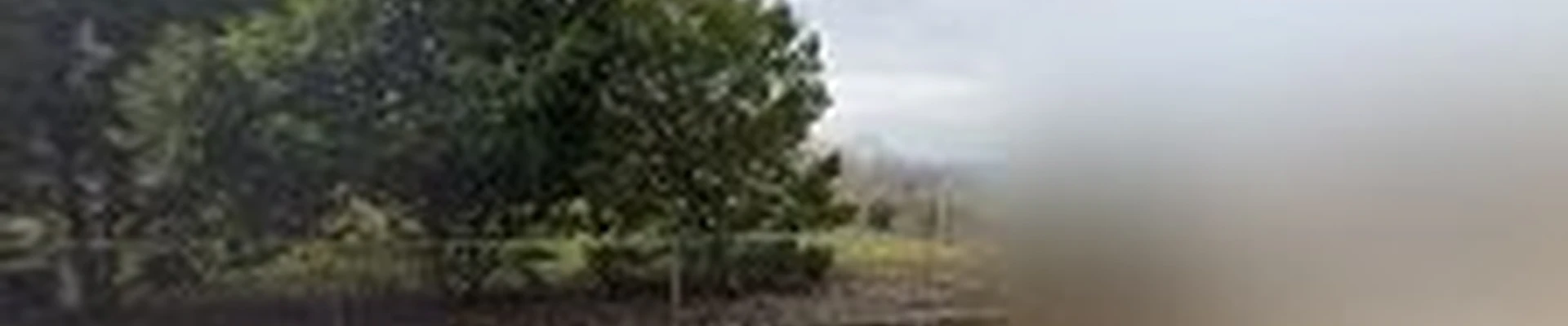 Chattanooga Tree Service Inc.