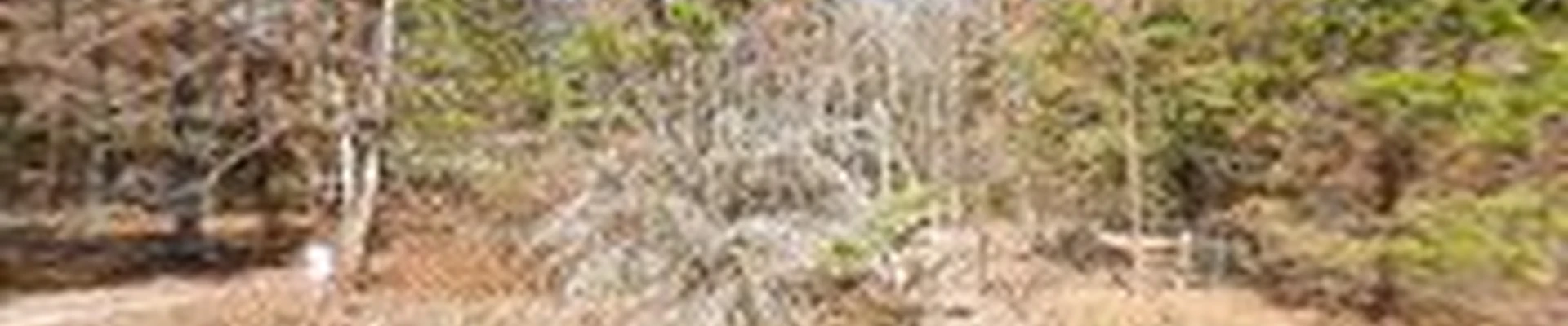Sequatchie Valley Tree Experts