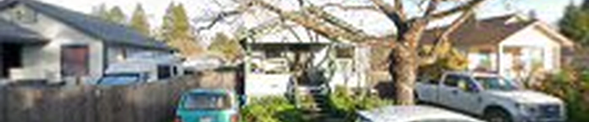 Alan Quality Tree Care