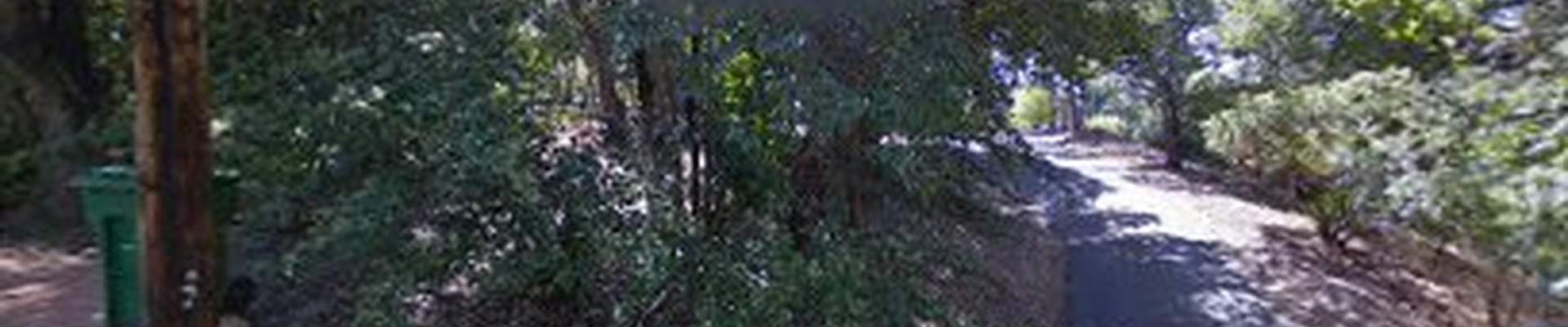 Arborists That Climb