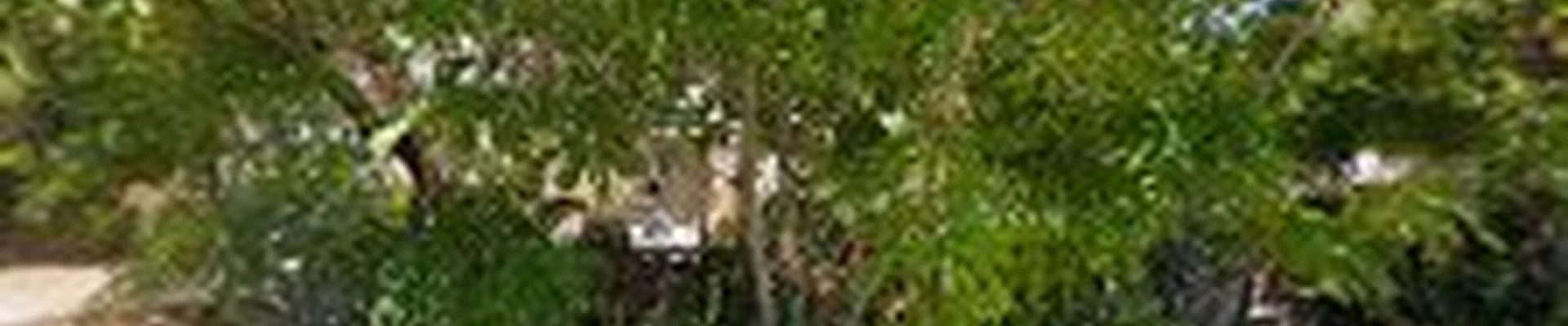Avr Tree Service