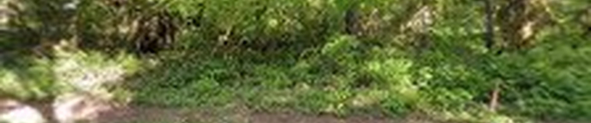 Wild Geese Tree Care
