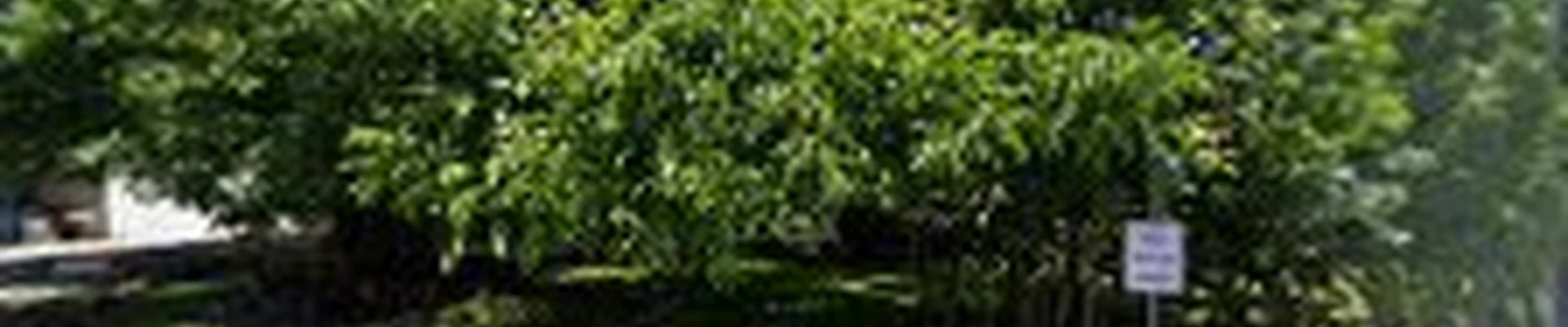 True North Tree Care Inc.