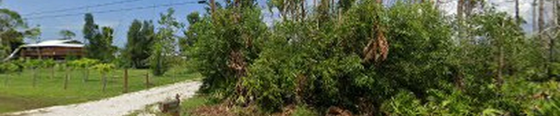 Tip Top Crane and Tree FL