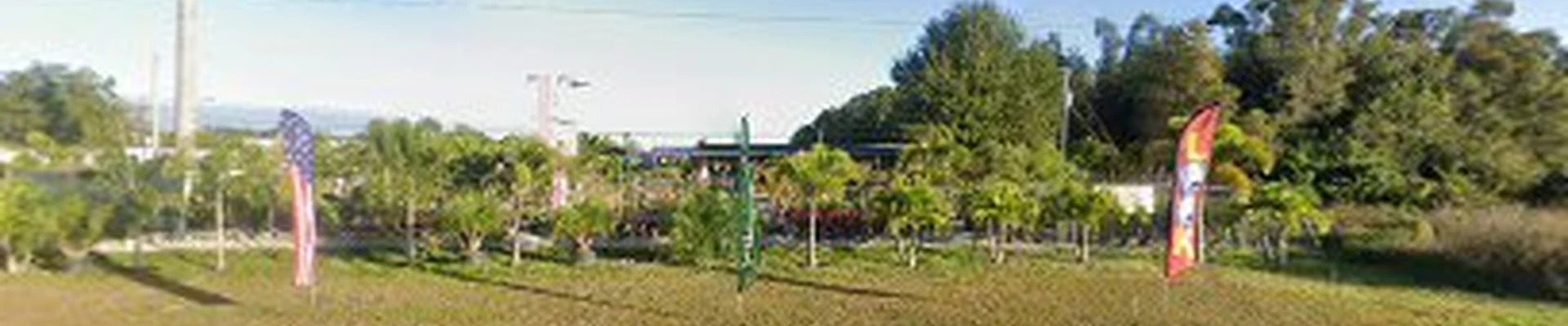 Palm Trees Port Charlotte
