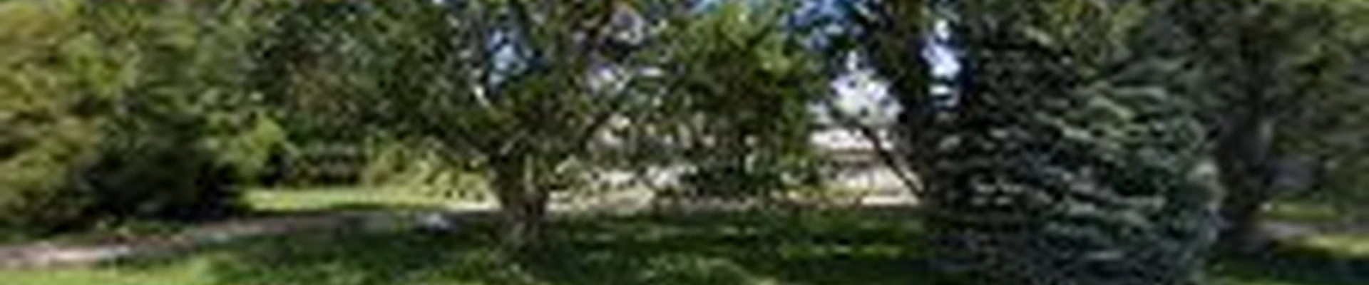 Asapp Tree Service