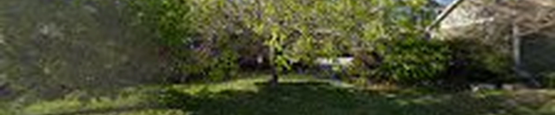 Tree MD of Northern Colorado