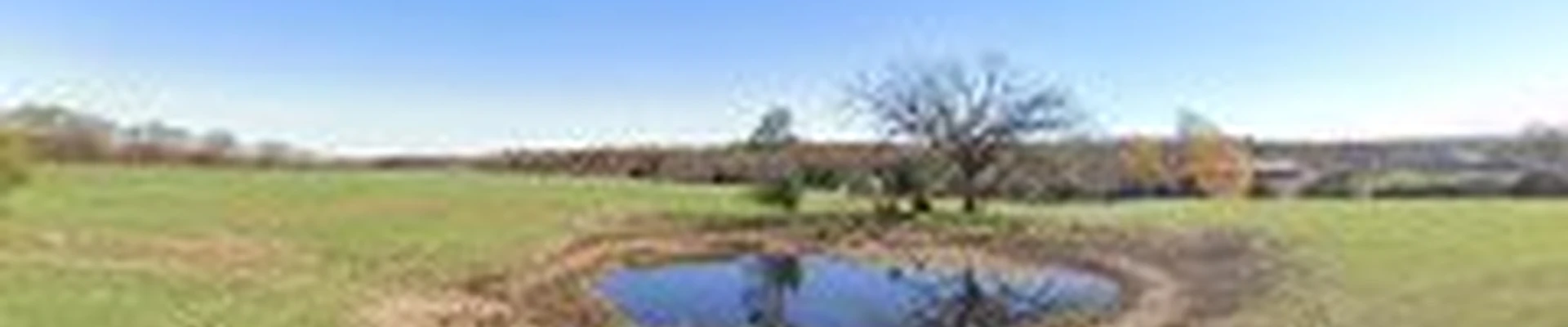 Treeman Stan