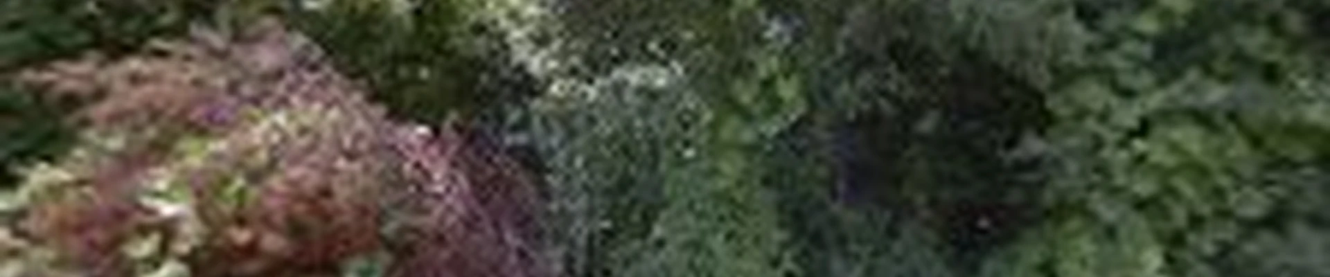 Hollis Professional Tree Service