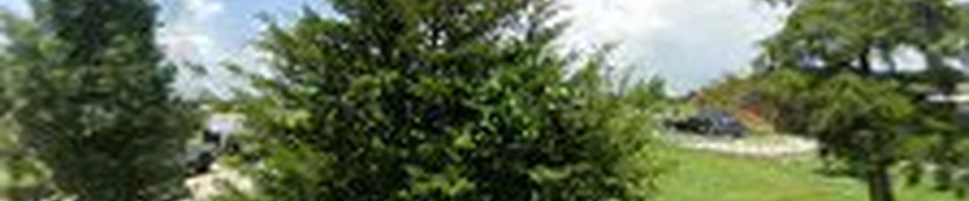 Flores Lawn & Garden