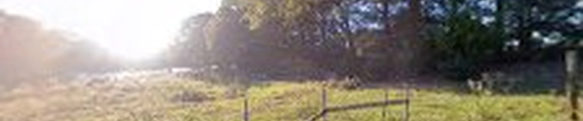 Eastex Tree