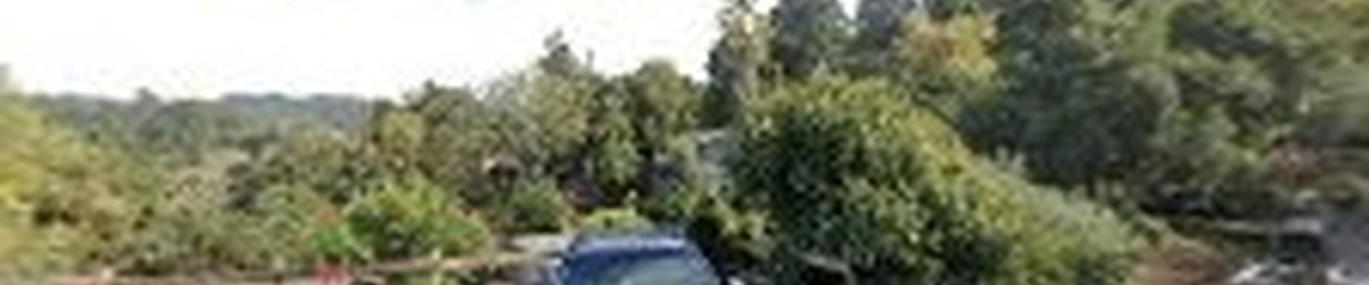 Nickel Tree Service