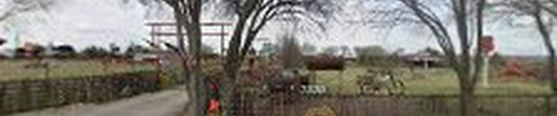 Trees Inc of Denton