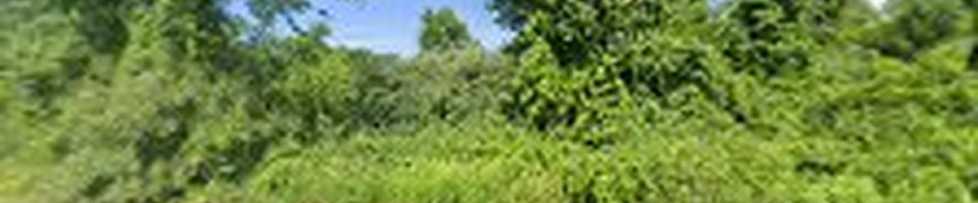 SavATree
