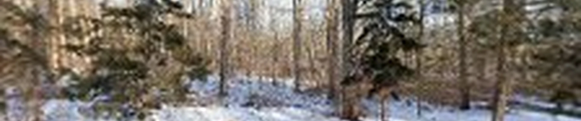 River Valley Tree Expert