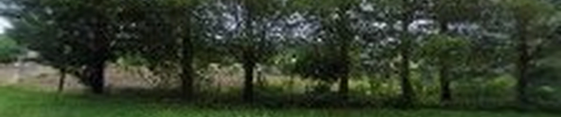 Country Tree Experts