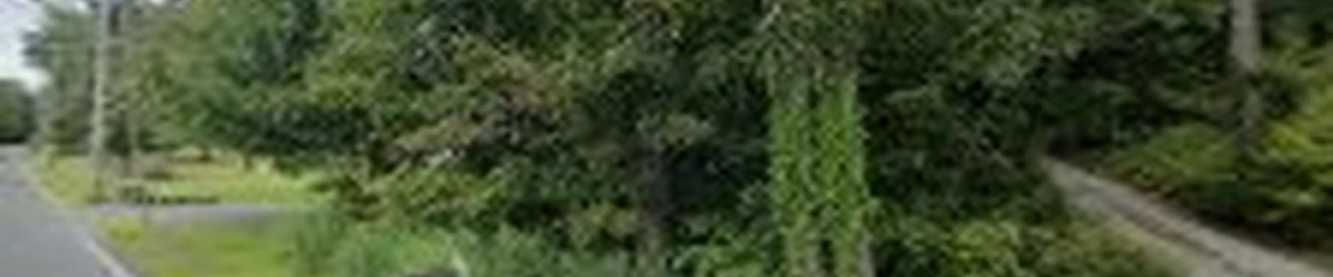 Mancuso Tree Service
