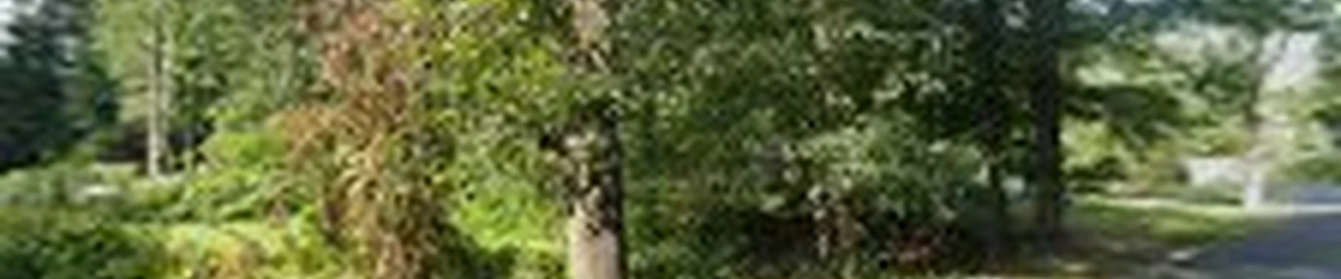 Ed's Tree Services.