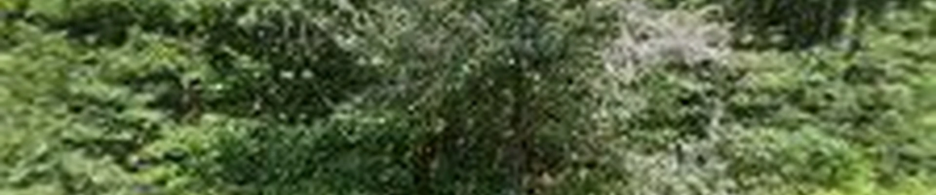 Louie's Tree Services LLC