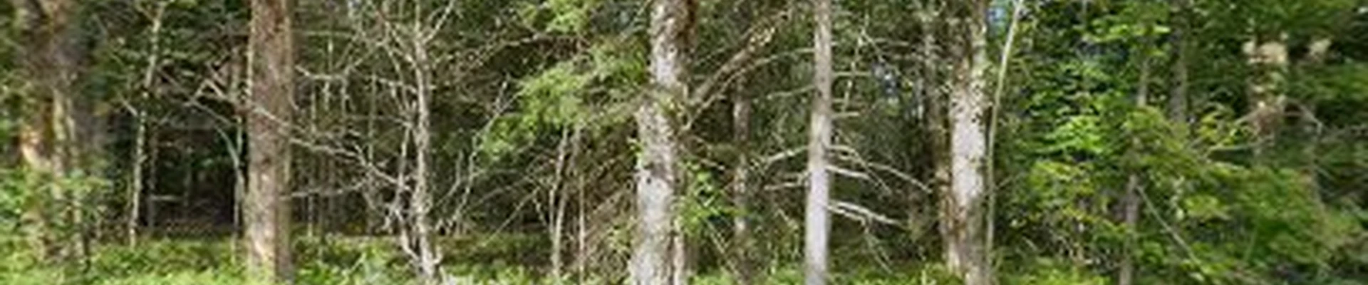 Howes Tree Service Cummington