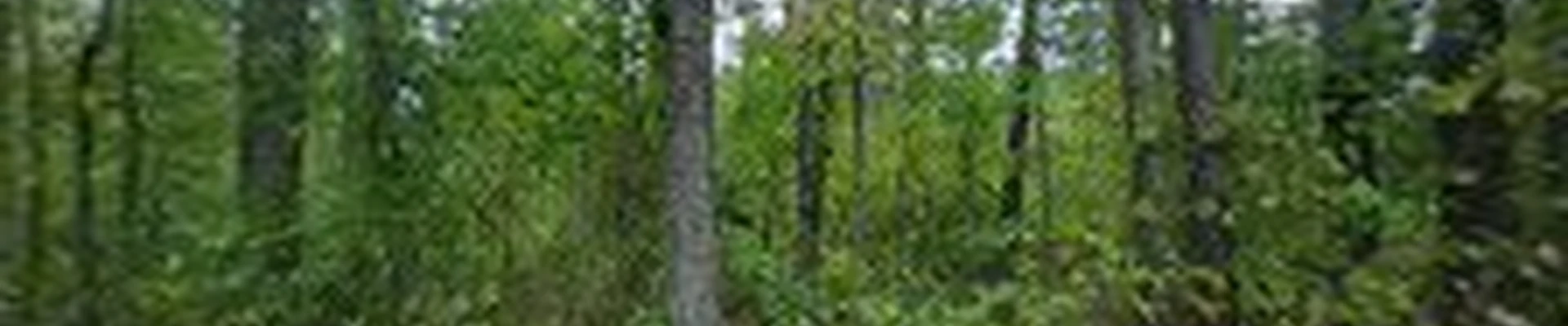 4 Seasons Tree Service
