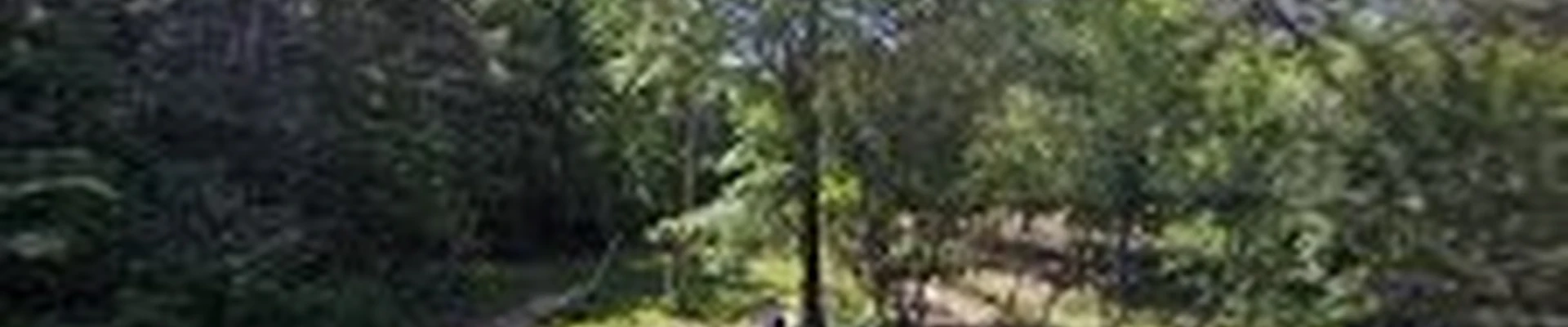 Lee's tree service