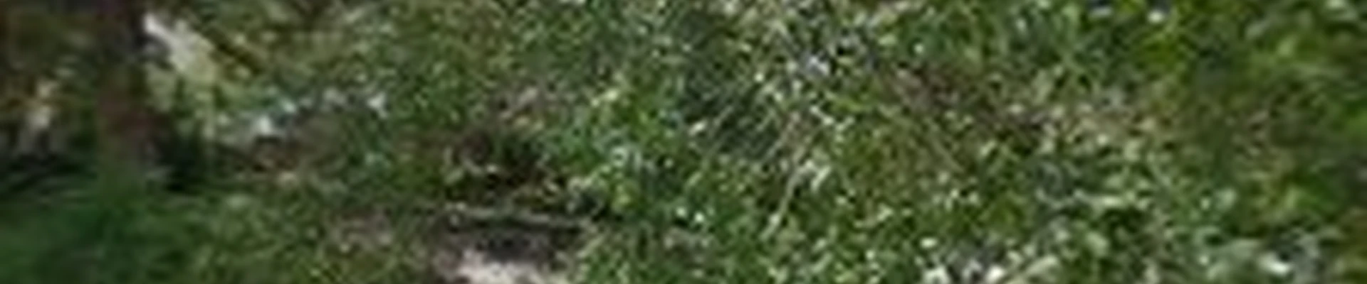 All Seasons Tree Services-Anaconda