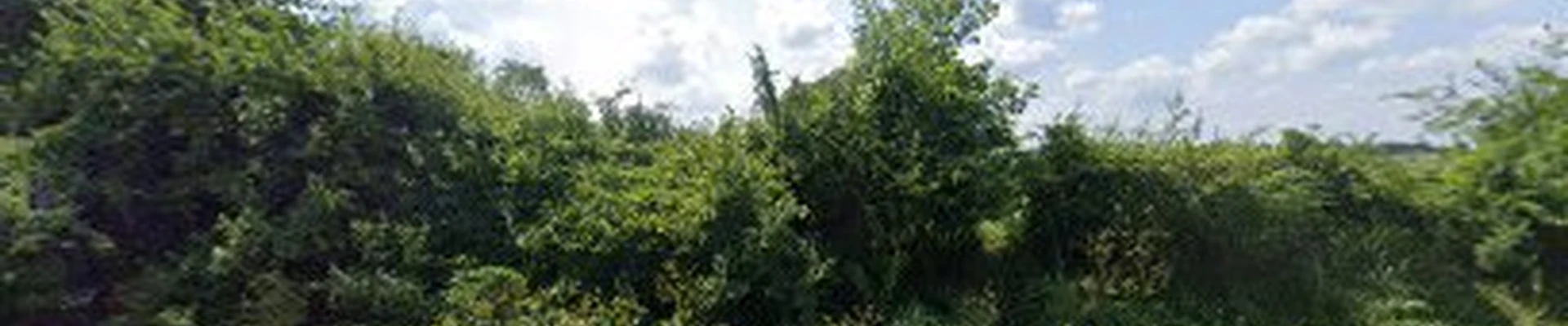Agape Tree Care