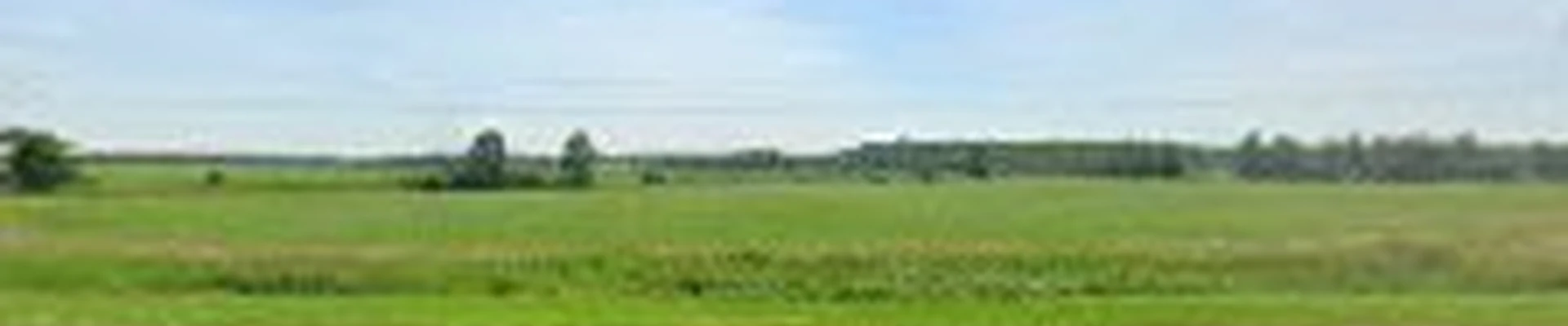 Central Wisconsin Tree Trimming And Removal