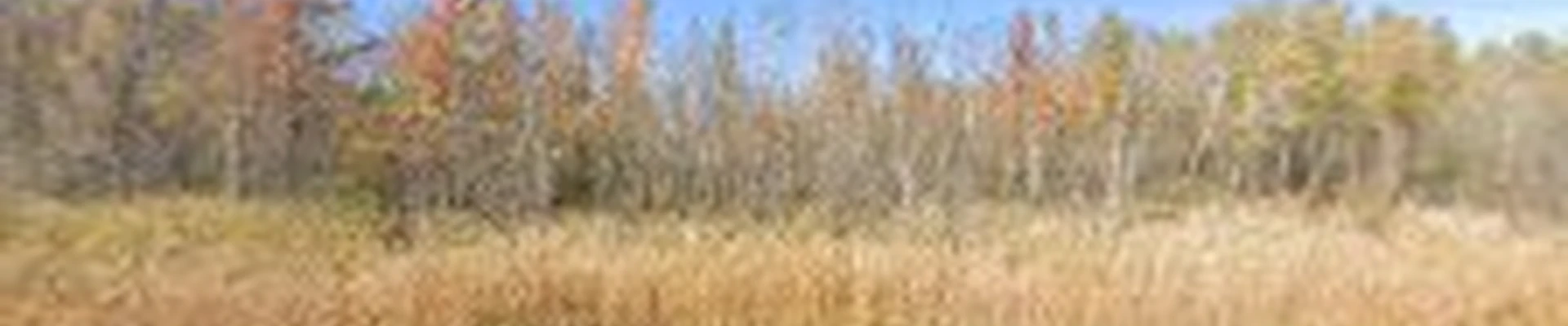 R.E.A.L. Tree Services, LLC