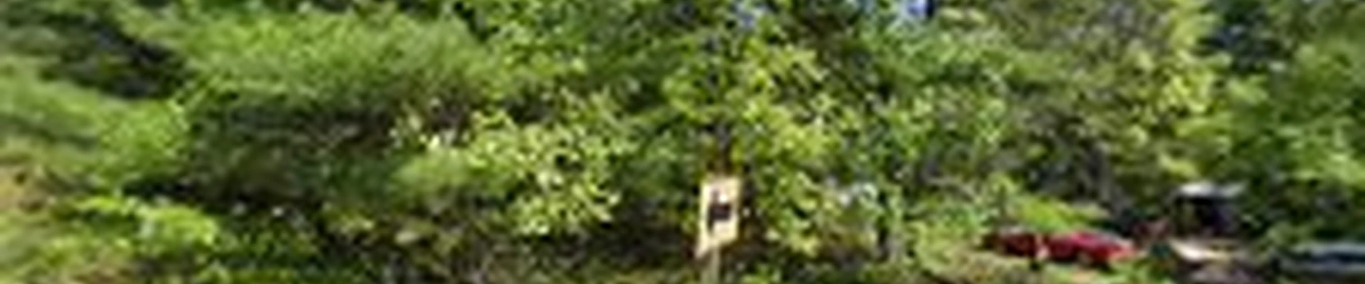Boyd's Tree Service