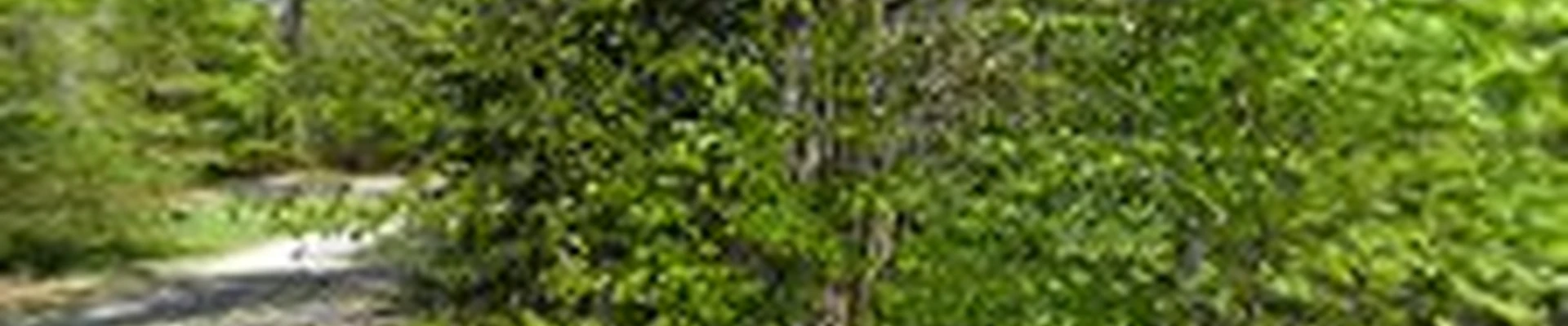 Poulin Tree LLC