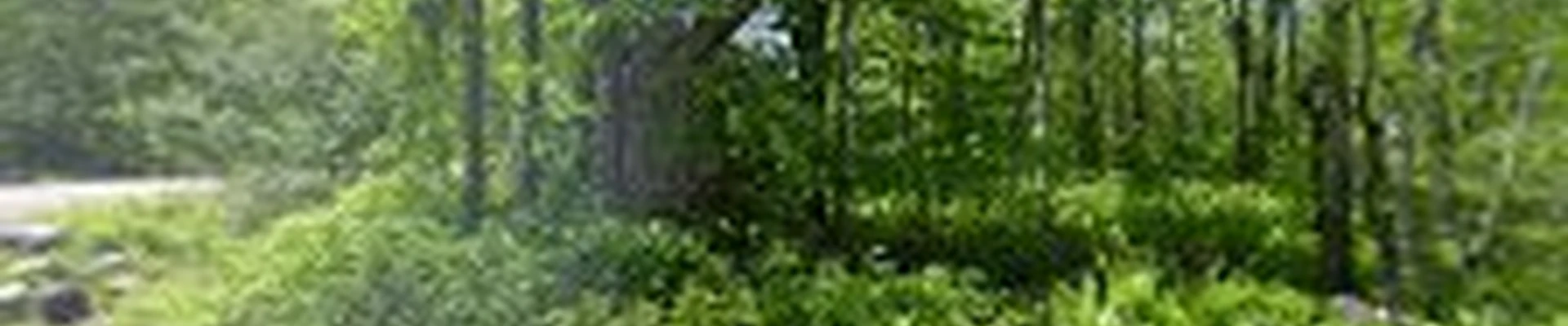 J.H. Tree Service