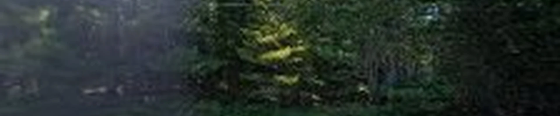 Bartlett Tree Experts