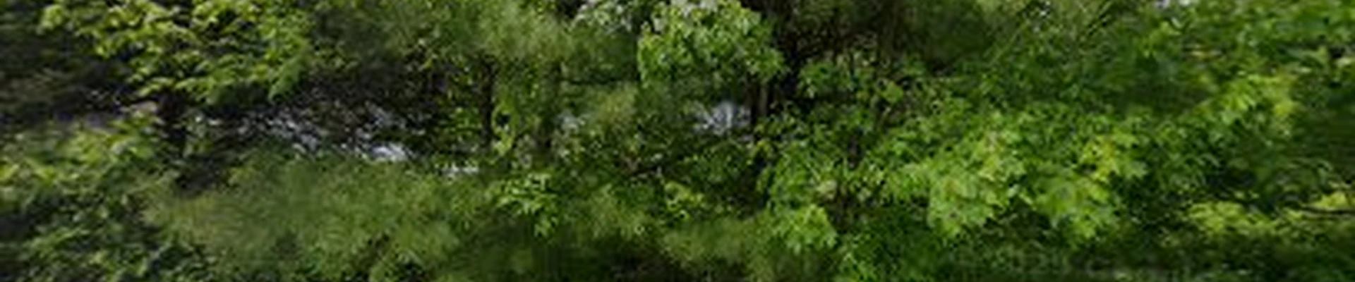 Tidewater Tree Care
