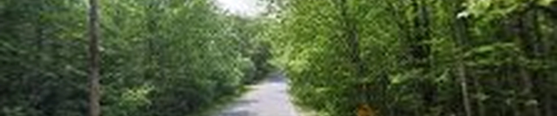B & B Tree Services