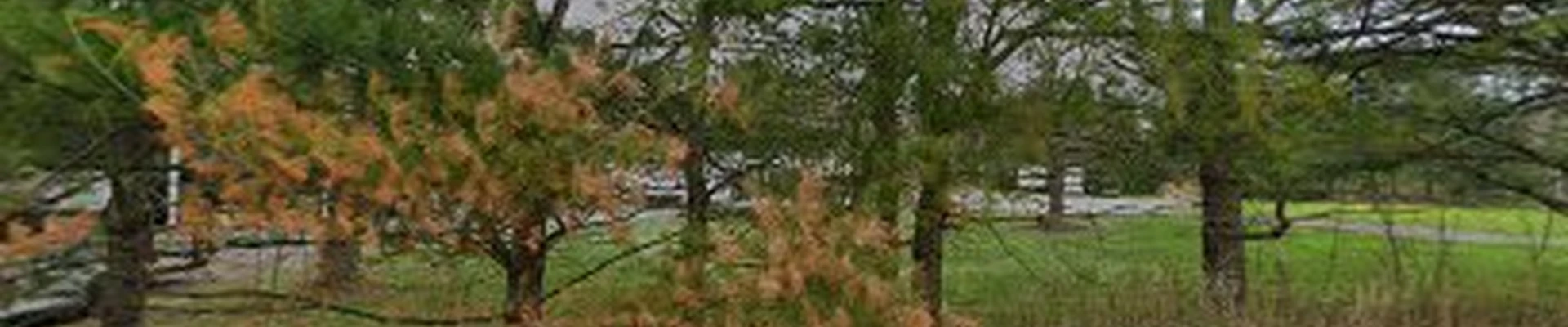 Maine Tree & Landscape