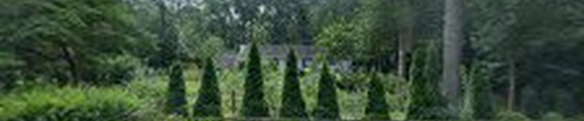 Collins Tree Experts