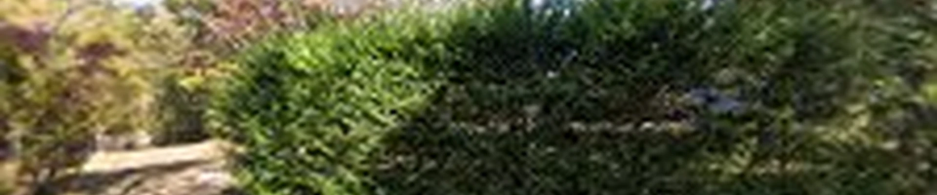 3-G Trees LLC