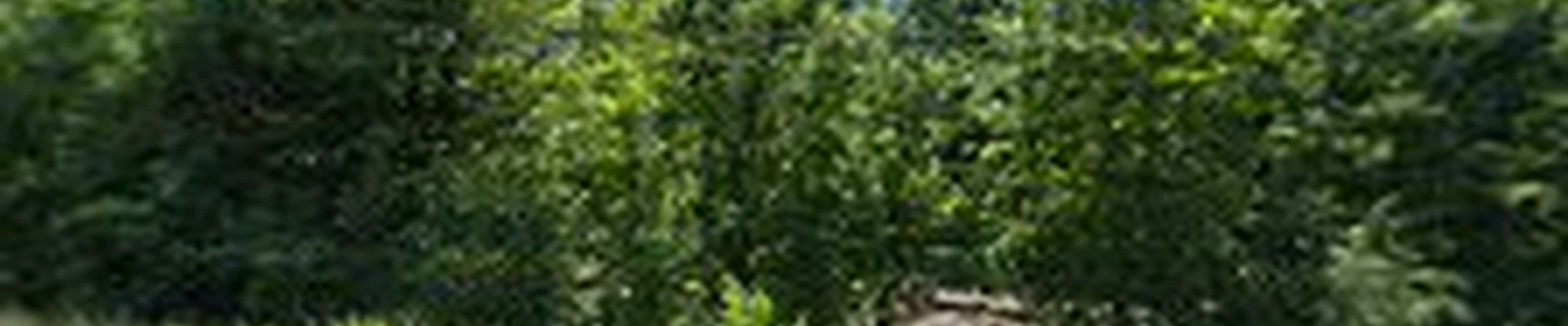 Timber Creek Contracting