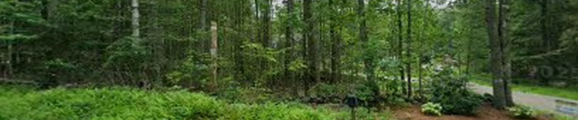 Todd Wilkins Tree & Landscaping Services